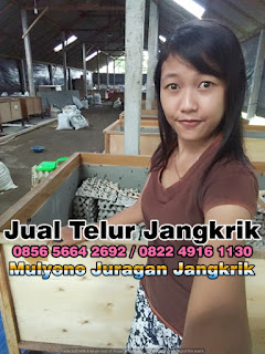 Harga Jual Telur Jangkrik Super Tujuan Gresik Jawa Timur 085656642692