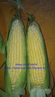 Honey Sweet Corn: PELUANG RESELLER / AGEN / USAHAWAN 