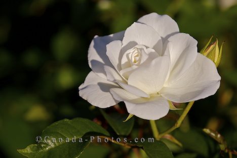 white rose flowers. white rose flowers pictures.