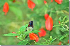 Black-throated Sunbird