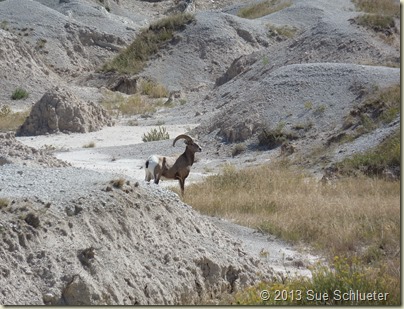 2013 Sep 14_Badlands NP and Wall Drug_1004