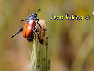 Anisoplia baetica