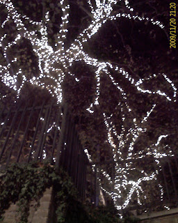 Lit trees above the skating rink, Natural History Museum, South Kensington