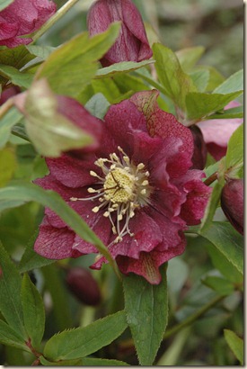 garden a day 084