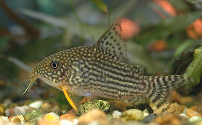 cory catfish