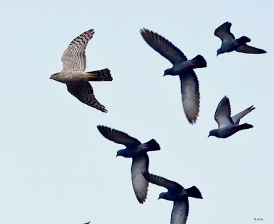 Eurasian Sparrowhawk