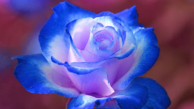 Blue-Rose-Wallpaper-background