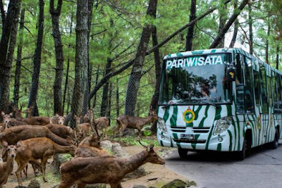 Wisata Taman Safari Bogor Jawa Barat Indonesia