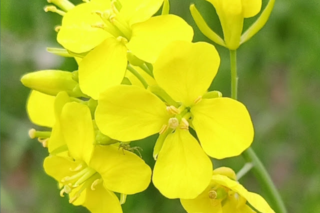 Master flower is good natural beauty and natural flower image of mustard yellow colour