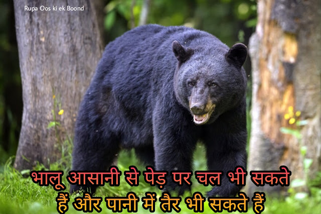 भालू के बारे में 35 रोचक तथ्य || 35 Interesting facts about Bear ||