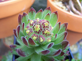 By Srboisvert - Sempervivum Pittonii