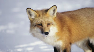 fox