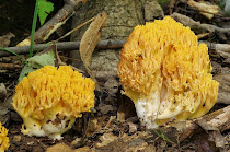 Ramaria_flavorubennescens