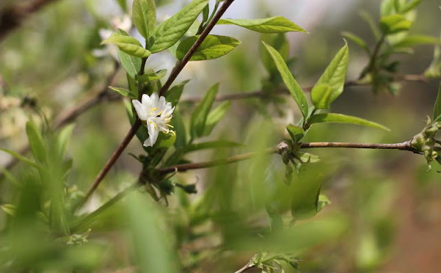 Lonicera Fragrantissima Flowers