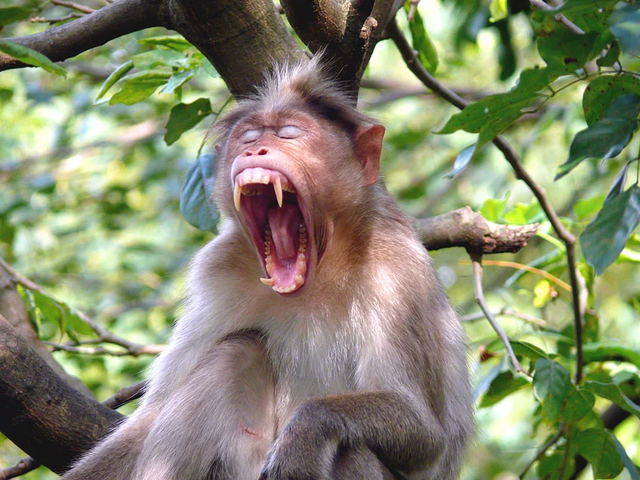 african animals of bonnet macaque habitat
