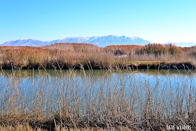 Bear River Migratory Bird Refuge 