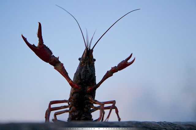 Amerikaanse Rivierkreeft - Louisiana Crayfish - Procambarus clarkii 