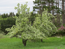 pear tree