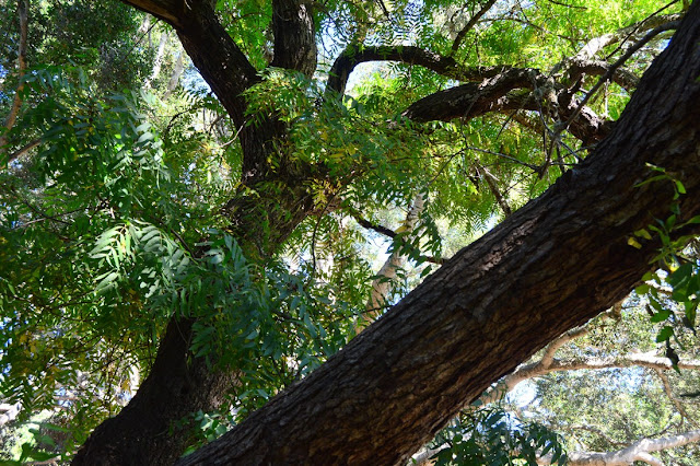 Juglans californica