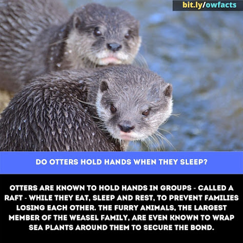 WTF Fun Fact: Do otters hold hands when they sleep?