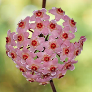 A foto em fundo verde desfocado, mostra uma Flor de Cera (Hoya carnosa) no centro de um galho fino, liso e marrom. A flor é de porte médio em forma de bouquet arredondado com aparência de flor de confeito, composto por pequenos floretes individuais padronizados em forma de estrelas rosas com o miolo em vermelho,as pétalas são unidas, carnudas e cerosas.