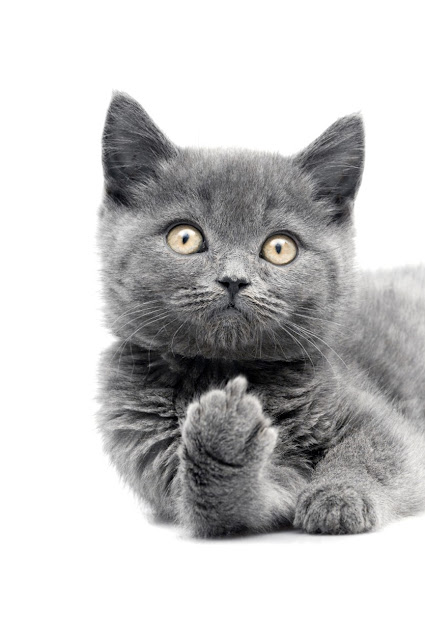 Cute grey funny kitty showing middle finger