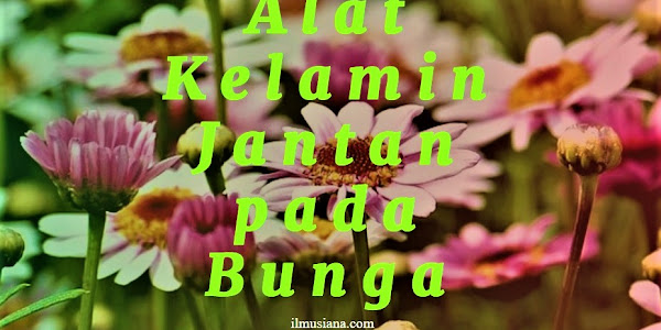 Alat Kelamin Jantan pada Bunga