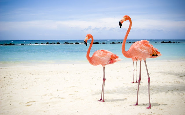 Flamingo Birds Wallpapers