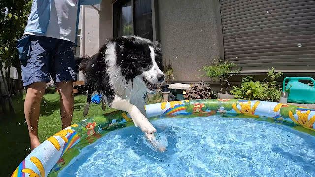 保護犬 ボーダーコリー トーマ