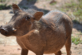 Warthog at Mabula Game Reserve