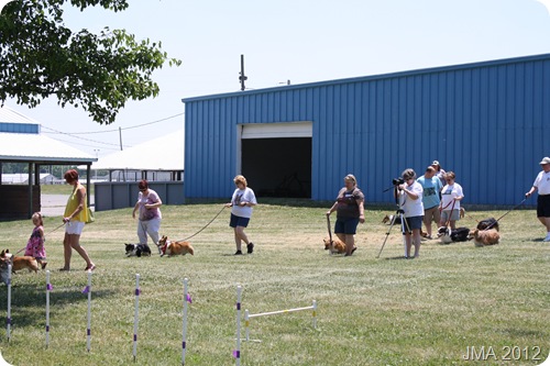 Parade of corgis for photos