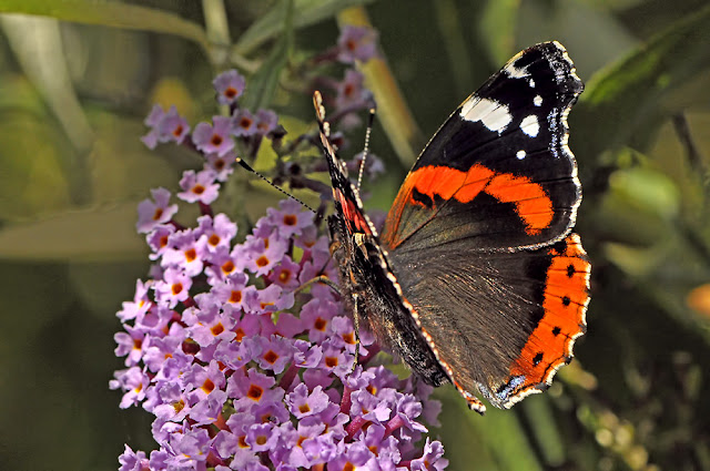 Vanessa atalanta the Red Admiral butterfly