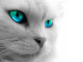 Blue Green Shade Cat eyes Wallpapers