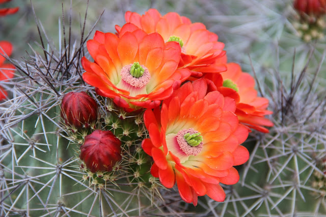 Claret Cup Cactus