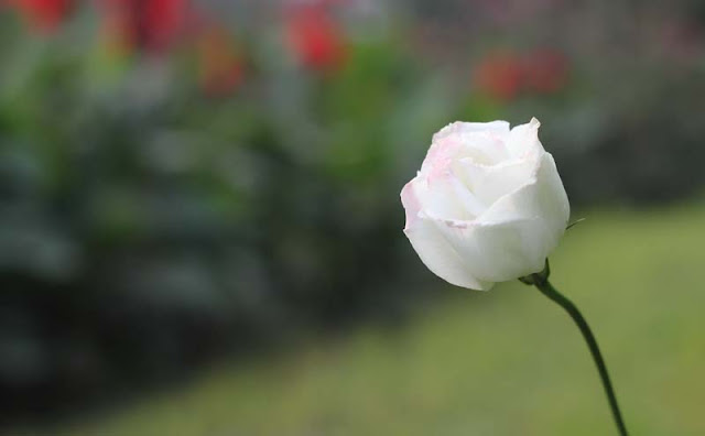 Lisianthus Flowers Pictures