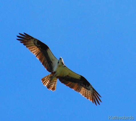 8. osprey-kab