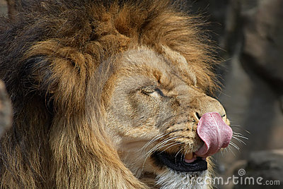 Funny Lion Pictures  Top HD Wallpapers