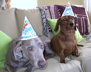 Dolly and Franklin in 2007 celebrating their 2nd birthdays