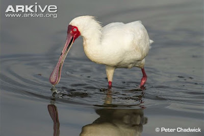 African Spoonbill