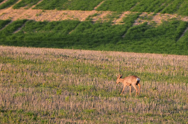 Un chevreuil se baladant