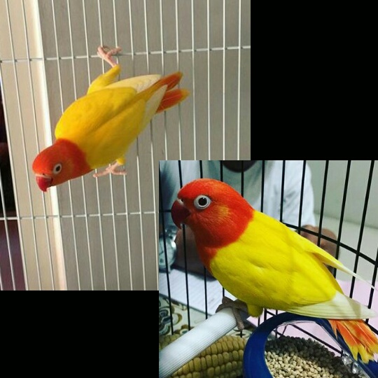  Jenis  Mutasi Warna  Lovebird  Biola  Ciri Ciri beserta 