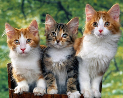 Beautiful Cats -HD Wallpaper-1280x1024-05