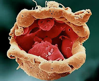  Célula-tronco. Imagem. Microscópio eletrônico (cores artificiais): biologiaparalela.blogspot.com