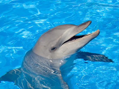 foto de delfin en piscina