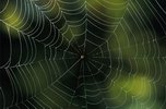 The  spider and the athiest