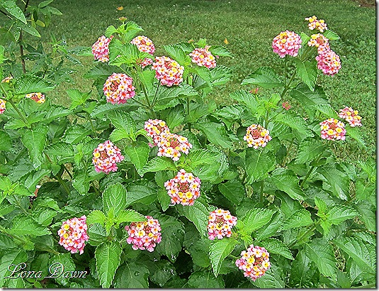 Lantana_June18
