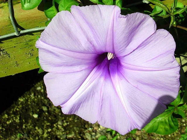 Ipomoea-cairica-uma-bela-planta-de-jardim