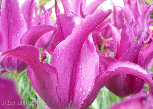 Tulips Photo by Aquariann