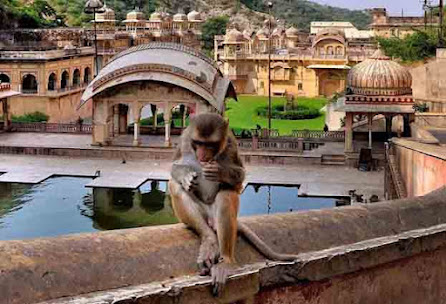 Galta Monkey Temple