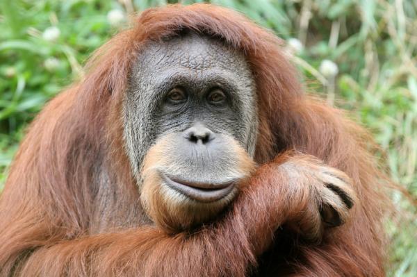  gambar  orang utan Indonesiadalamtulisan Terbaru 2014